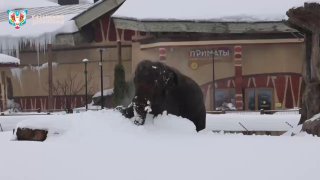 Слоник Филимон пробирается через сугробы в Казанском зоопарке