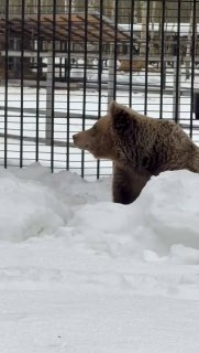 Медведица Маша освоилась в зоопарке