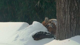 Амурский тигр радуется снегу в Нью-Йорке
