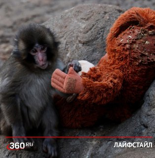 Панч вышел на тропу войны