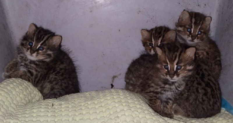 Дальневосточные лесные коты вернулись в лес