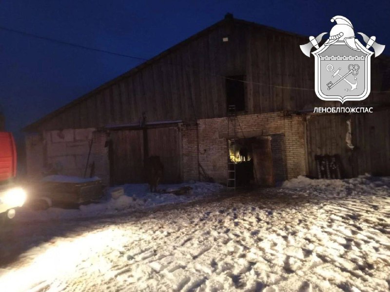 Пожар на ферме в Ленобласти унес жизни скота