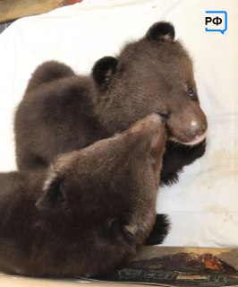 Иллюстрация 1