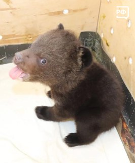 Иллюстрация 4