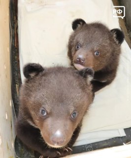 Иллюстрация 5