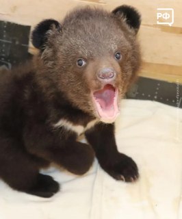Гималайских медвежат выхаживают в центре реабилитации в Приморье
