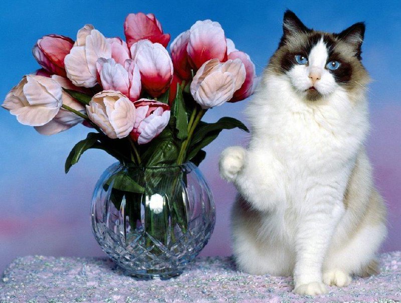 Опасные цветы для кошек