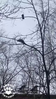 Куница привлекла внимание ворон в Петербурге