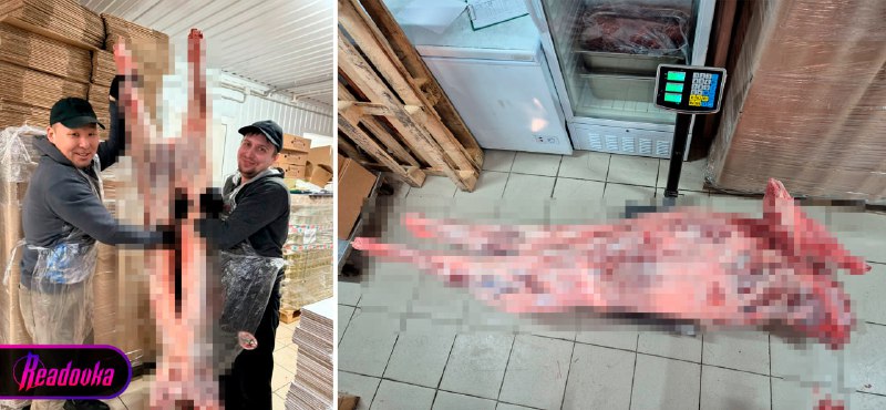 На Ямале забит самый тяжелый олень в истории региона