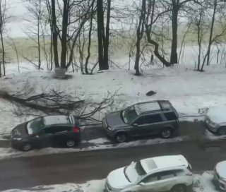 Бобр повредил автомобиль в Санкт-Петербурге