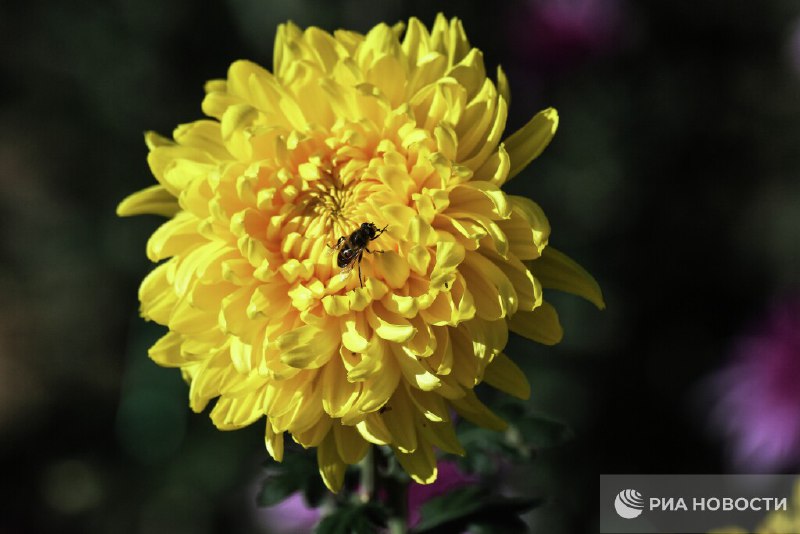 Какие цветы не стоит дарить на 8 марта