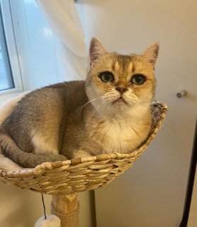 Кошка с глазами, как накрашенными подводкой, покорила сеть