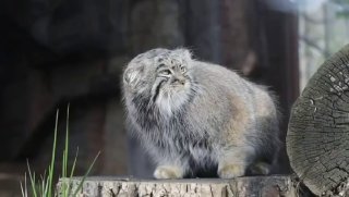 Манул Тимофей недоволен весной