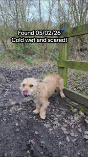 Брошенный песик Боско растрогал весь интернет: его привязали к забору в холод и оставили умирать