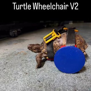 Двухлапая черепаха Мозес снова начала ходить благодаря 3D-печатной коляске