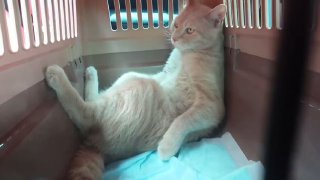 Самый харизматичный заключённый дня — кот, которого конвоируют к ветеринару