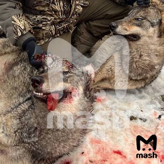 Волков в Подмосковье стало в 4,5 раза больше: они выходят к людям из-за вырубки лесов