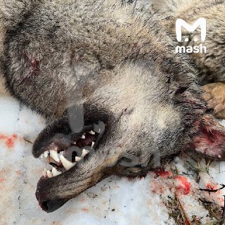 Иллюстрация 4