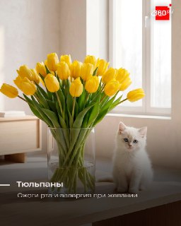 Опасные цветы: что может навредить питомцам после 8 Марта