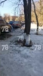 Бобр валит деревья у ЖК в Петербурге, жители пытаются его сдержать