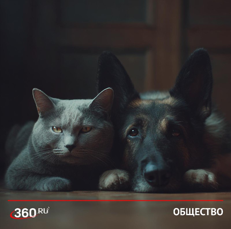 У российских животных чаще диагностируют депрессию