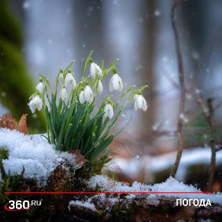 Возвратные морозы задерживают весну в столичном регионе