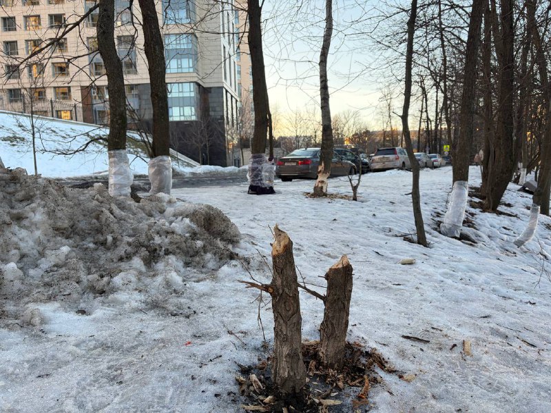 Иллюстрация 1