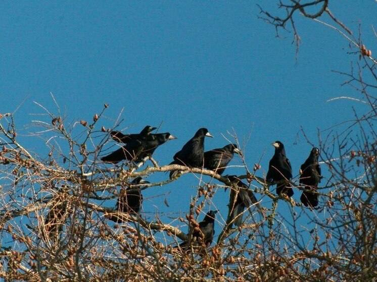 В Петербурге вернулись грачи и другие перелётные птицы