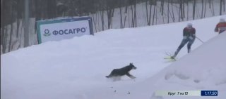 Собака сбила лыжницу на чемпионате России на Сахалине