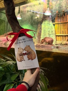 Капибар из Москвариума получили коряги в подарок на 8 Марта