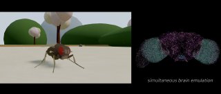 Учёные перенесли мозг мухи в компьютер: проект EON Systems