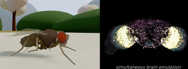Eon Systems «оживила» полную модель мозга дрозофилы в симуляции
