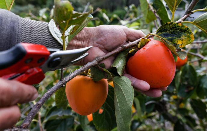 Новый ГОСТ на хурму вступит в силу в России с ноября 2026 года