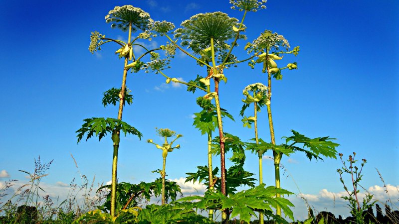 Штрафы за борщевик на дачах вступят в силу с лета