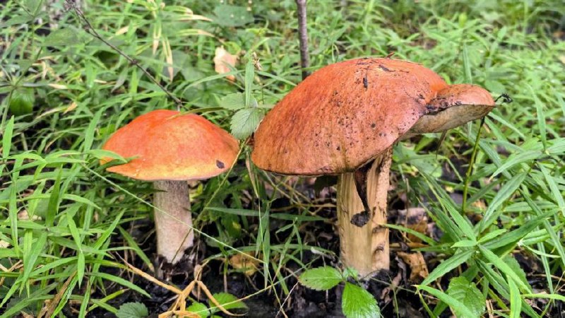 Грибной бум ожидается в Московском регионе в апреле