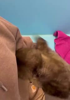 Спасенная нерпа в надежных руках: правила общения с детенышами тюленей