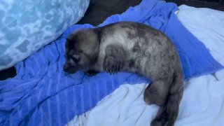 В Карелии спасли детеныша нерпы, атакованного чайками