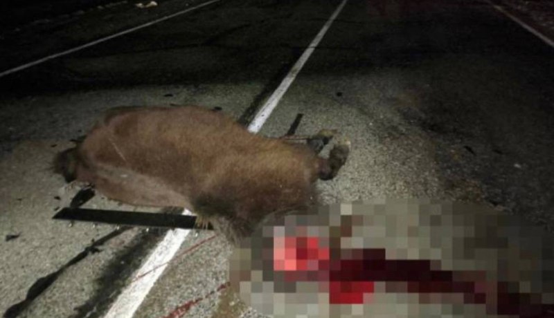 Три человека погибли в ДТП с лошадью на трассе в Тыве