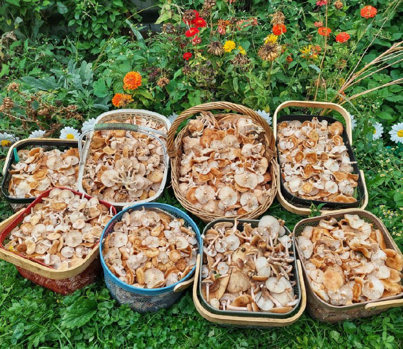 Биологи предрекли «грибной бум» в Москве при условии быстрого таяния снега