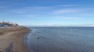 На Сахалине заметили первых вернувшихся лебедей