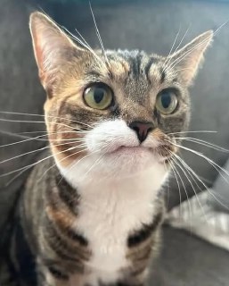 Кошечка Прешес и шутка про РНК