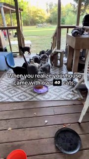Пара из США купила дом и обнаружила в нем 43 кошки