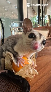 Тайцы наживаются на жалости россиян к поссумам