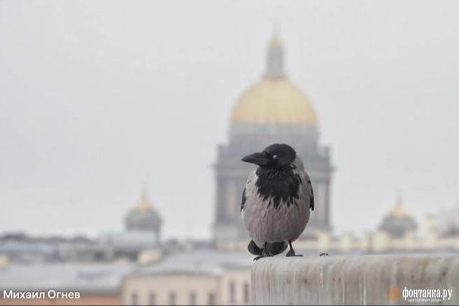 В Петербурге ожидается рекордное тепло до +13°C