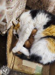 Иллюстрация 4