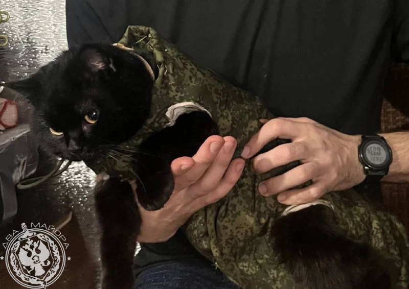 Иллюстрация 5