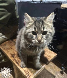 Иллюстрация 6