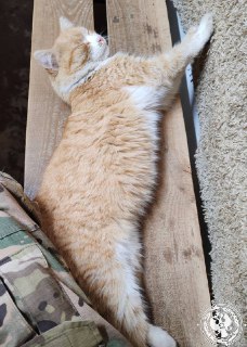 Иллюстрация 7