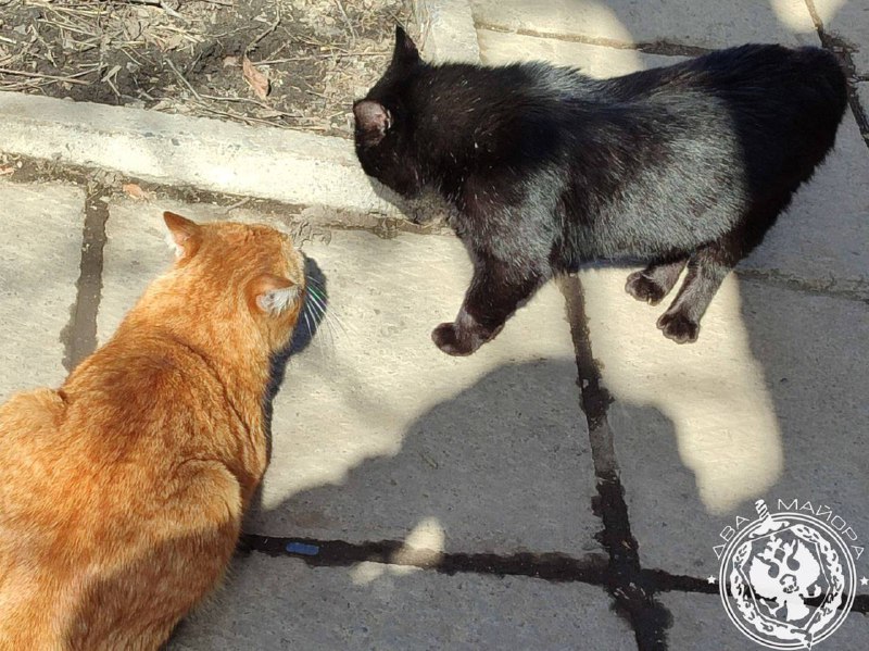 Иллюстрация 8