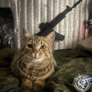 Иллюстрация 1